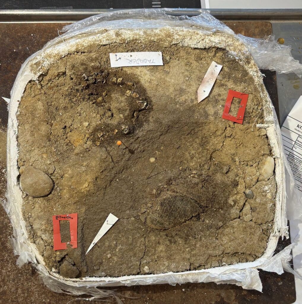 Remains extracted from the tomb with the brooches and textiles. Credit: Arkæologi Vestjylland
