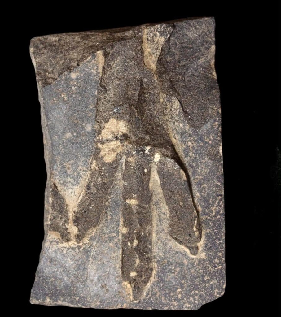 A headless and footless Late Period statue, the torso of a royal basalt statue, and fragments of falcon statues carved from basalt and limestone were also discovered at the site. Credıt: Egypt’s Ministry of Tourism and Antiquities