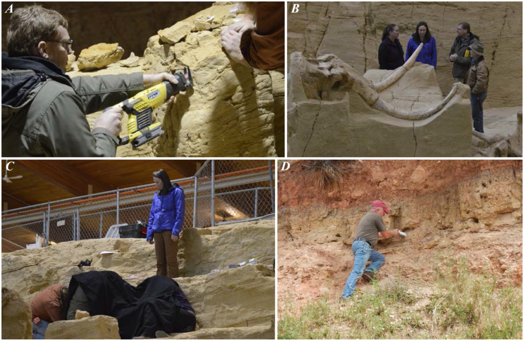 Optically stimulated luminescence (OSL) sampling at the Mammoth Site. (A–C) Sediment sampling from different areas of the sinkhole; (D) Jim Mead collecting a sample from the T2-16-1 site.