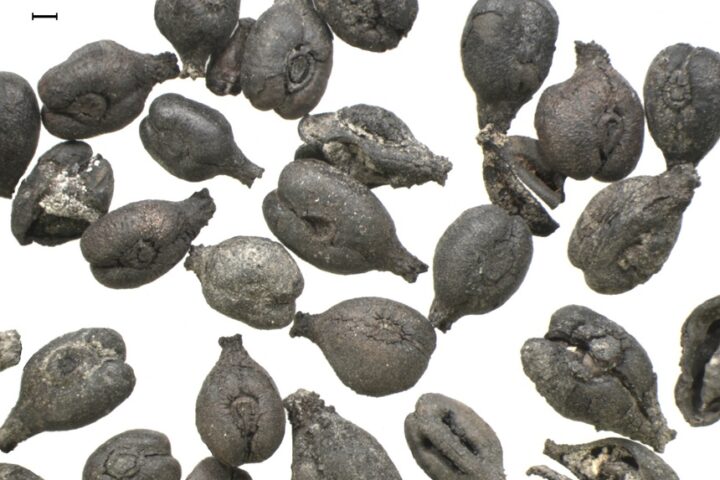 Ancient grape seeds (Vitis vinifera L.) recovered in Huelva, Spain, provide genetic evidence of early viticulture in the Iberian Peninsula.