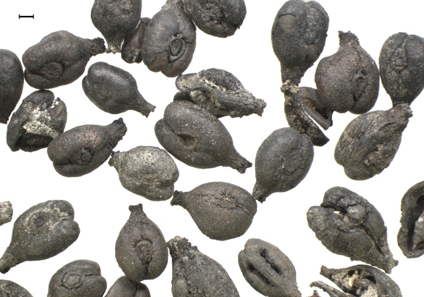 Ancient grape seeds (Vitis vinifera L.) recovered in Huelva, Spain, provide genetic evidence of early viticulture in the Iberian Peninsula.