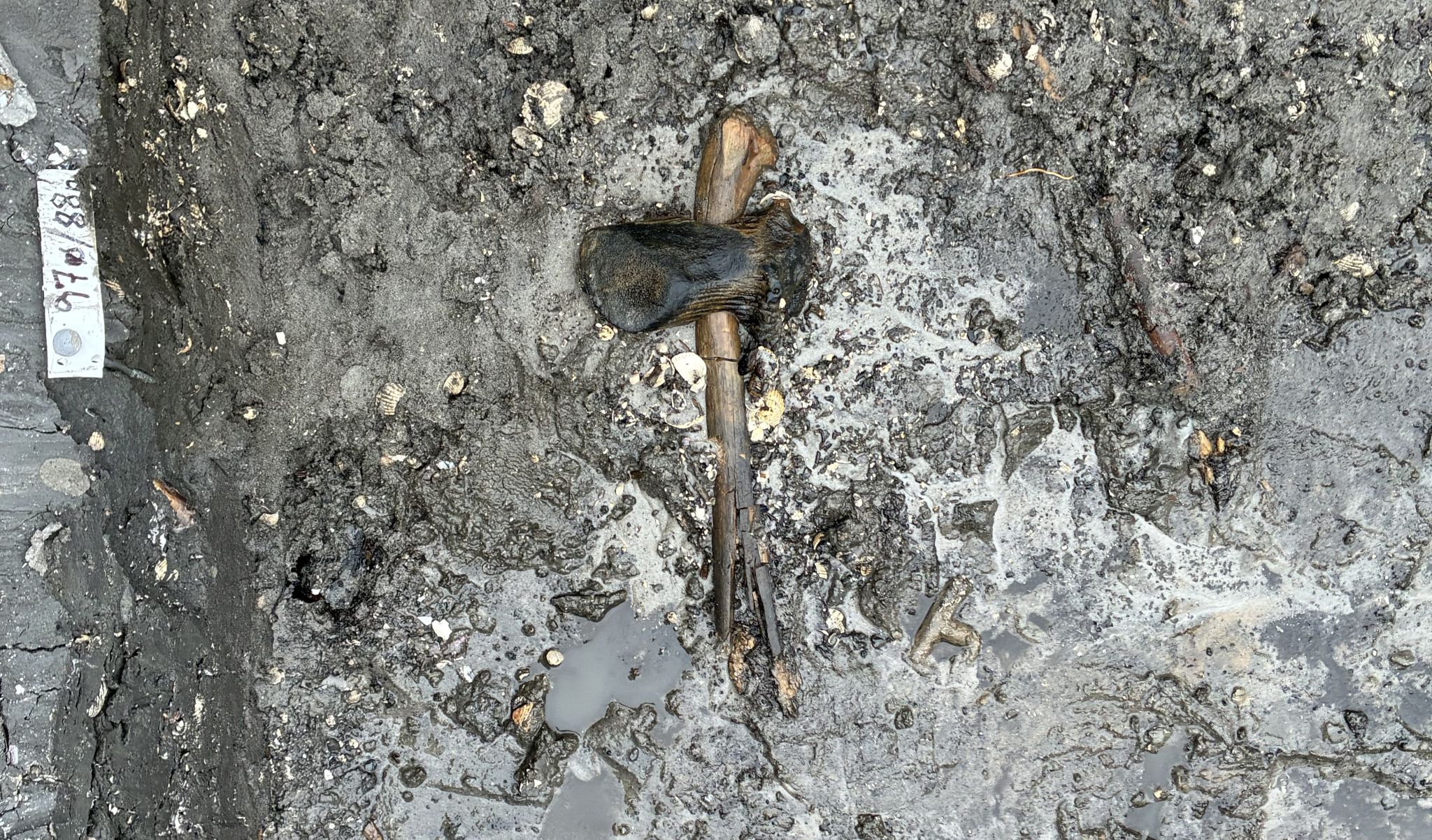 8,400-year-old deer antler axe with a preserved wooden handle discovered on Egholm Island in Denmark.