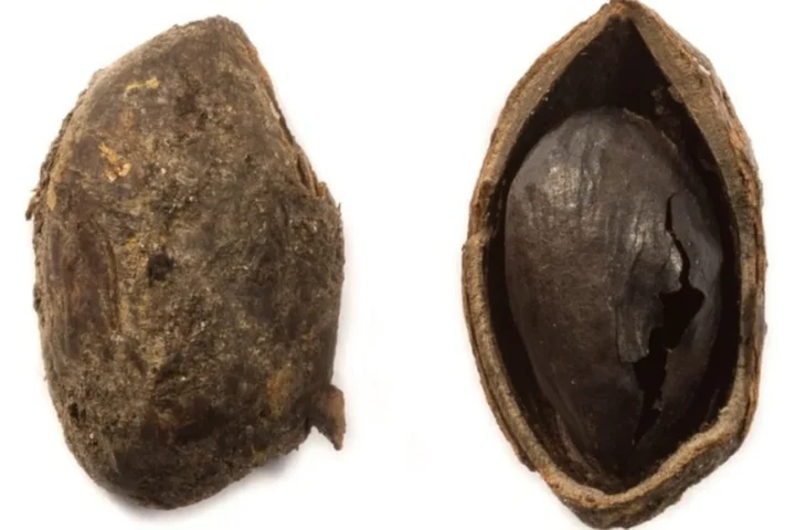 Ancient charred pistachio recovered from a first-century Roman well at Cataractonium in Catterick, North Yorkshire, England.