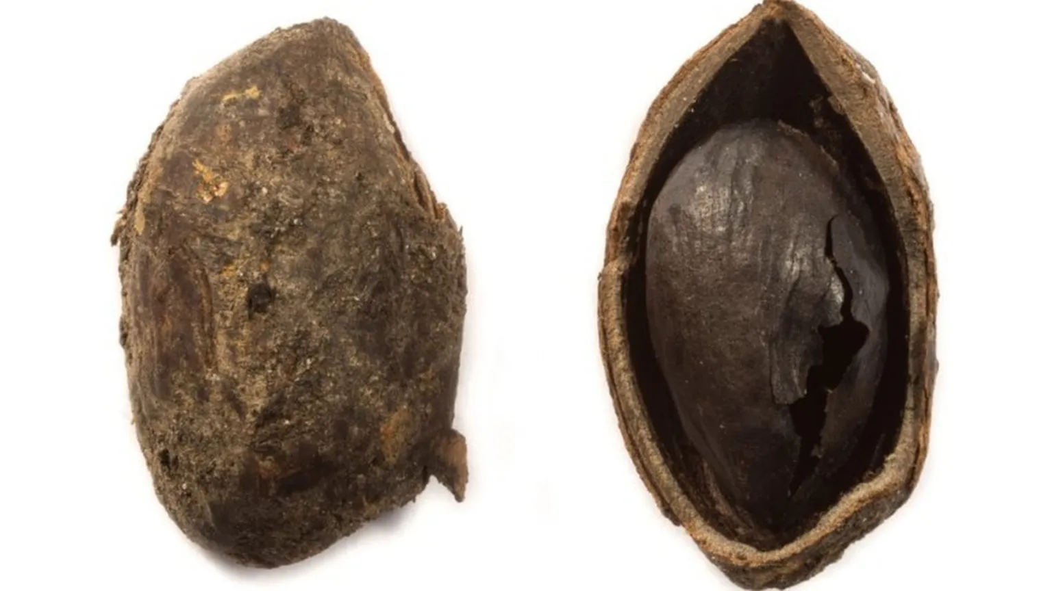 Ancient charred pistachio recovered from a first-century Roman well at Cataractonium in Catterick, North Yorkshire, England.
