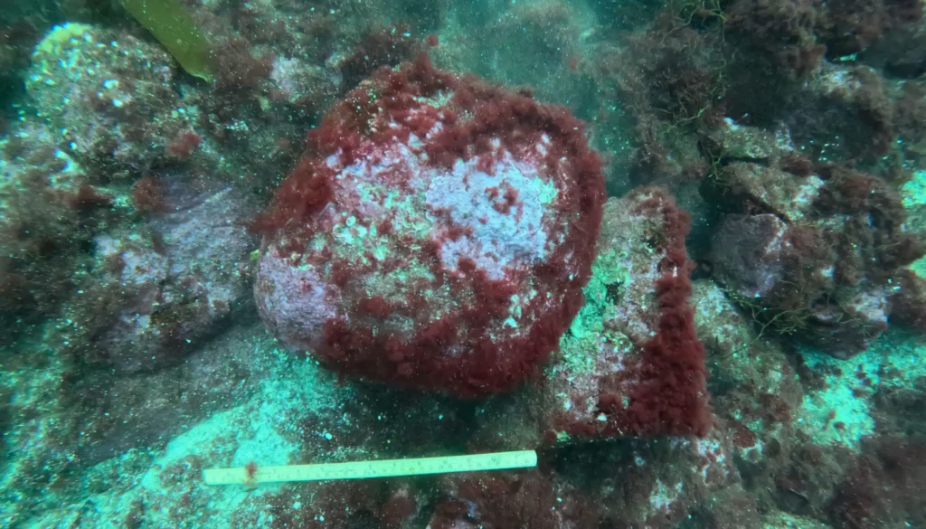 Grooved stone found in an underwater quarry waste heap near Hespriholmen, Norway, potentially used as a Stone Age boat anchor.