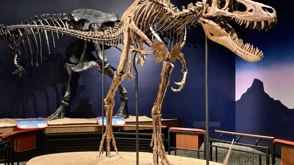 Mounted skeleton of Nanotyrannus lethaeus, known as Jane, displayed at the Burpee Museum of Natural History.
