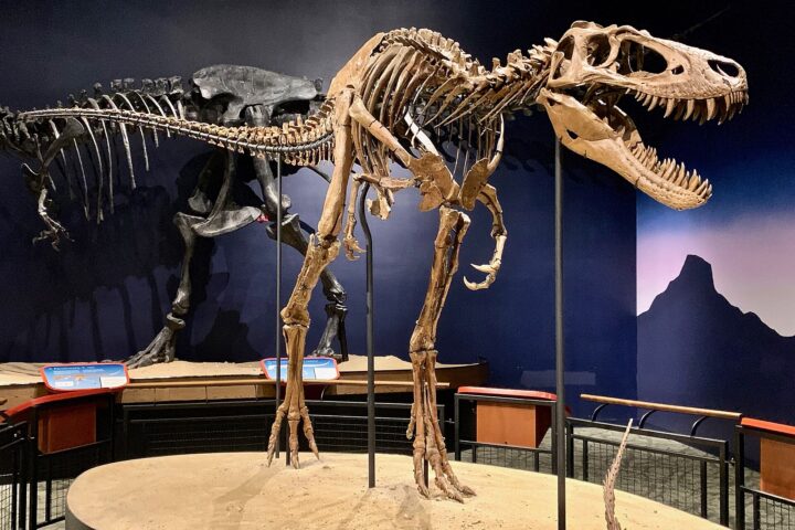 Mounted skeleton of Nanotyrannus lethaeus, known as Jane, displayed at the Burpee Museum of Natural History.