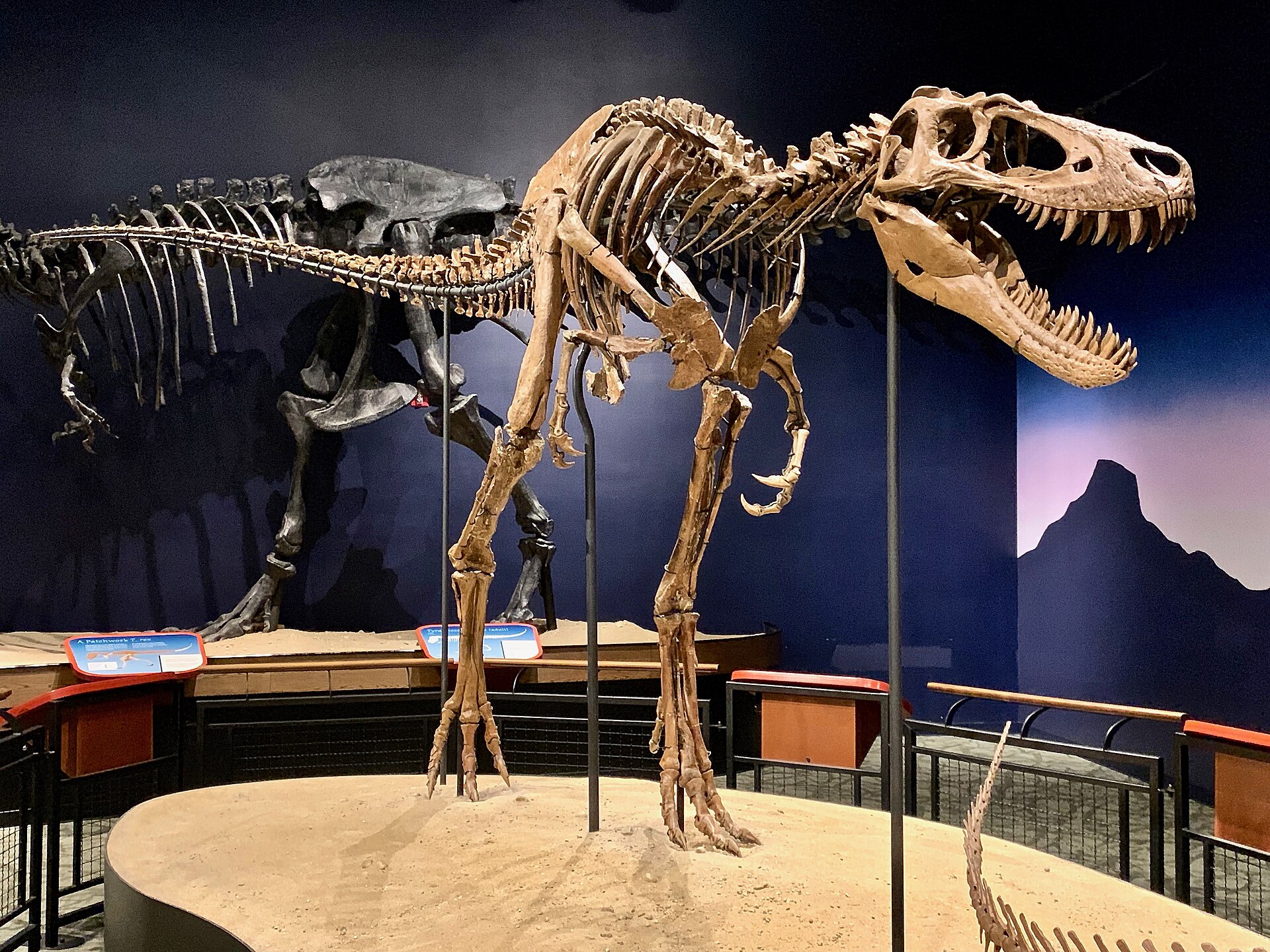 Mounted skeleton of Nanotyrannus lethaeus, known as Jane, displayed at the Burpee Museum of Natural History.