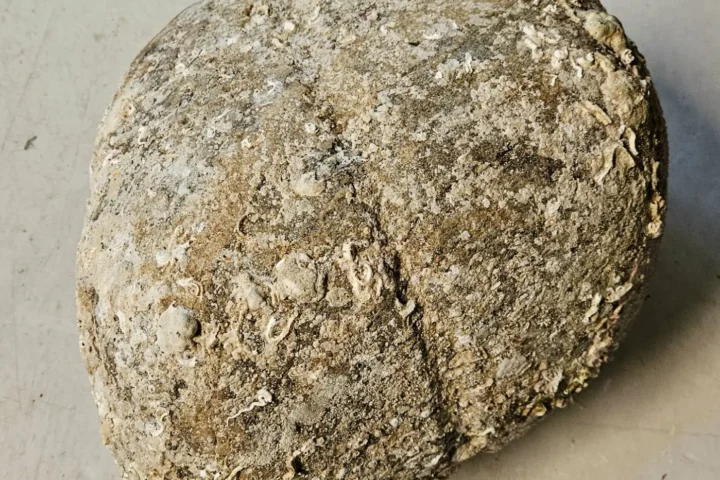 Large, shell-encrusted stone with a groove around its middle, discovered underwater near the prehistoric Hespriholmen quarry in Norway.