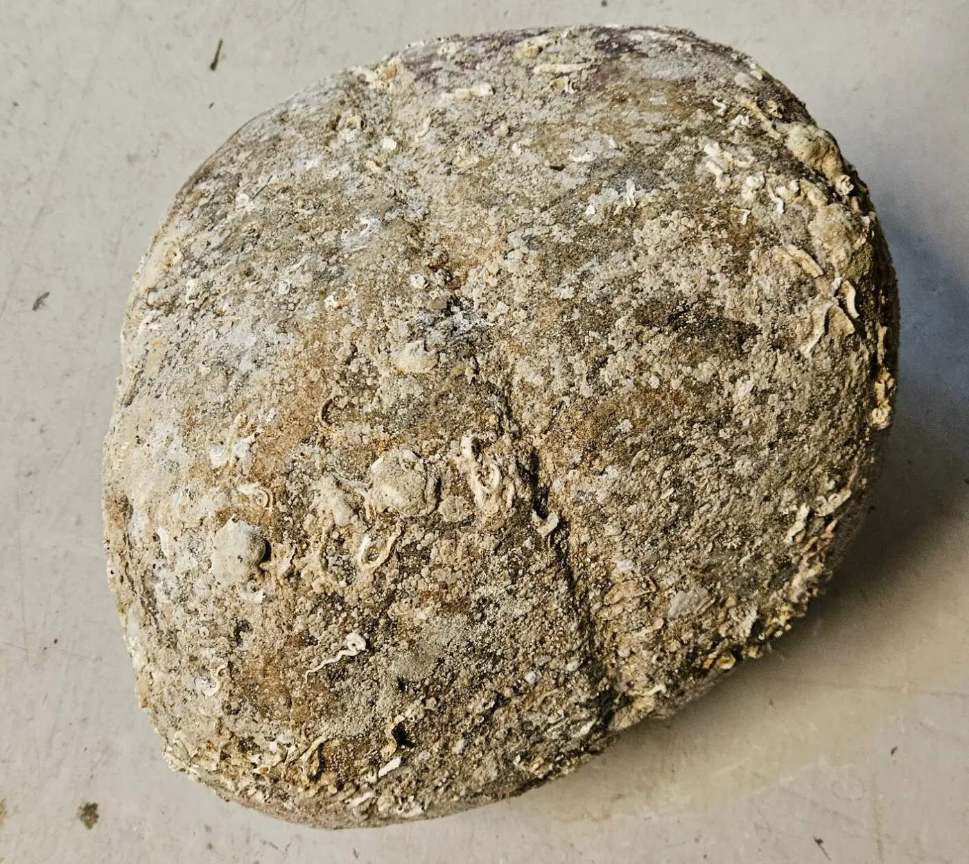 Large, shell-encrusted stone with a groove around its middle, discovered underwater near the prehistoric Hespriholmen quarry in Norway.